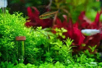CO2 artisanal pour aquarium