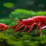 Où acheter des crevettes d'aquarium en France : guide complet 2026