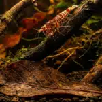 Acides humiques pour crevettes d’aquarium : catappa, bois, tourbe - guide complet