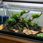 Kit démarrage aquarium crevette Neocaridina : tout ce qu'il faut acheter