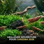 Meilleure nourriture crevette Caridina 2026 : comparatif complet