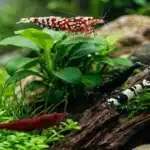 Où acheter des crevettes d'aquarium en France : guide complet 2026