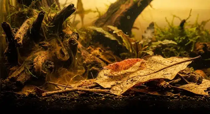 Feuilles de catappa Indian Almond Leaf dans aquarium à crevettes