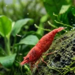 Cycle de l'azote en aquarium à crevettes : les 4 phases expliquées