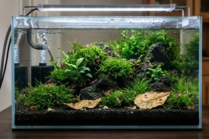 Nano aquarium de 30 litres setup pour crevettes Red Rili avec sol sombre, mousse de Java, feuilles de Catappa et filtre exhausteur.