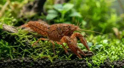Écrevisse naine Cambarellus shufeldtii de forme sauvage, robe brun-rouille marbrée, sur sol planté
