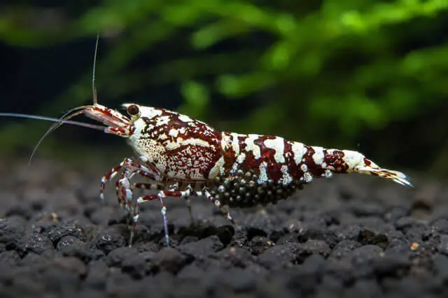 Femelle Caridina Galaxy Pinto grainée portant ses oeufs sous l'abdomen en aquarium