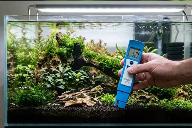 Conductivimètre mesurant le TDS d'une eau osmosée reminéralisée pour Caridina Galaxy Pinto