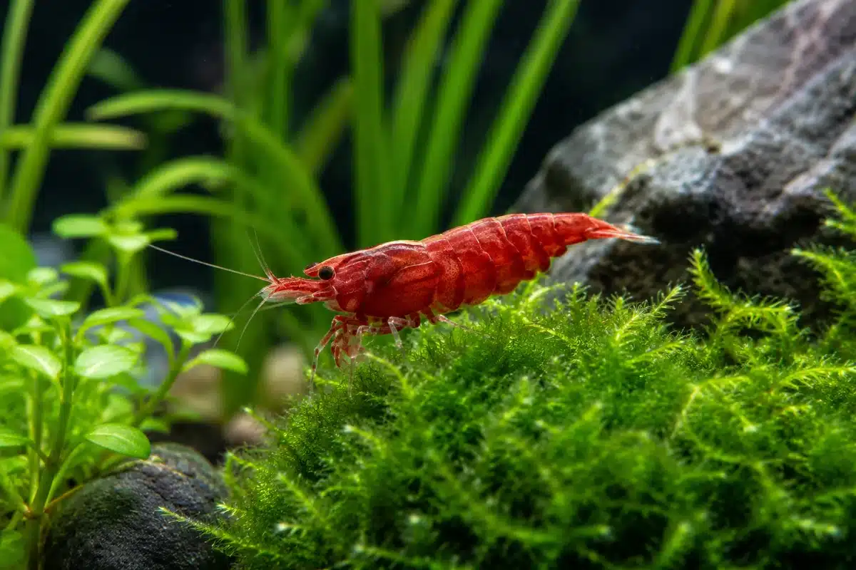 Crevette Neocaridina en bonne santé Crevette Neocaridina rouge en bonne santé sur une mousse dans un aquarium planté