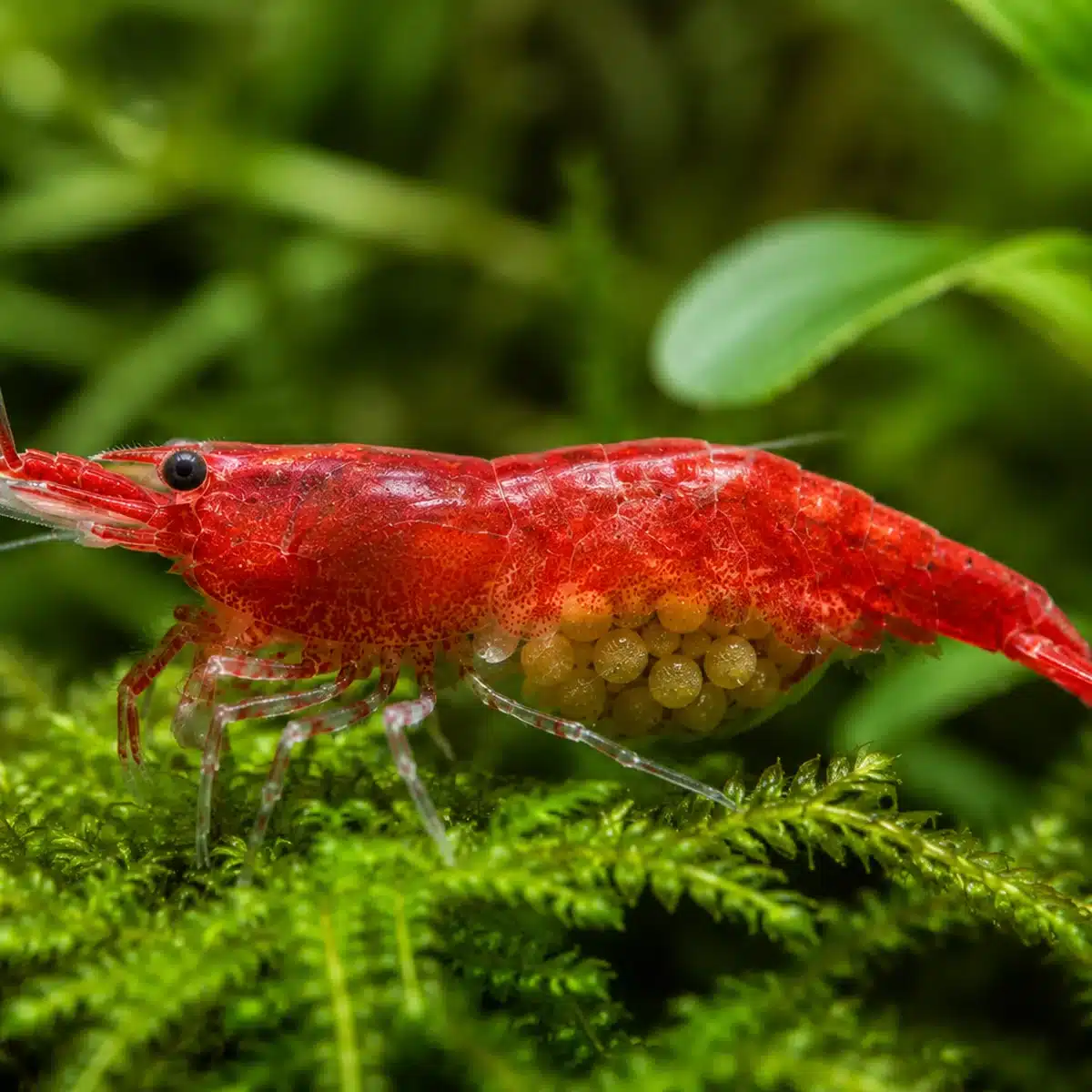 femelle red cherry grainee Crevette Red Cherry femelle grainée avec des œufs sous l'abdomen dans un aquarium planté