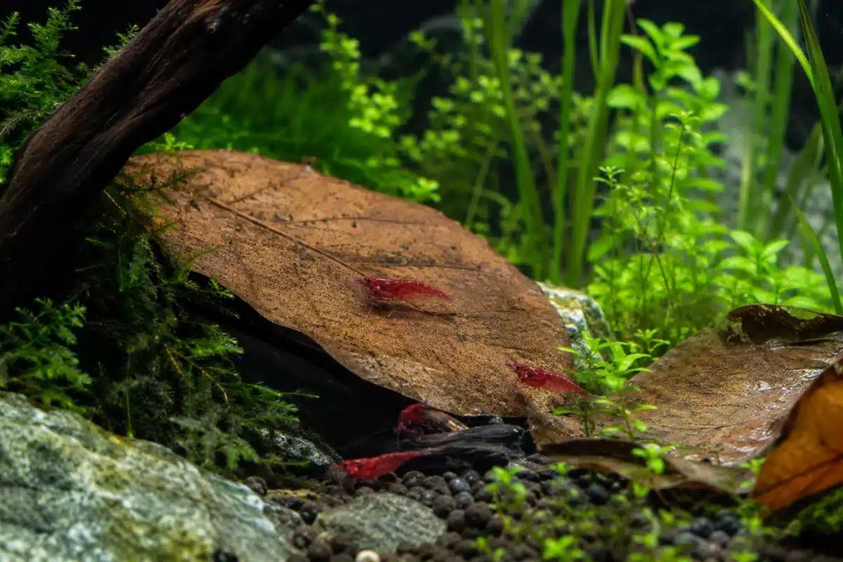 Feuilles et botaniques en aquarium Feuilles de catappa et éléments botaniques déposés dans un aquarium à crevettes