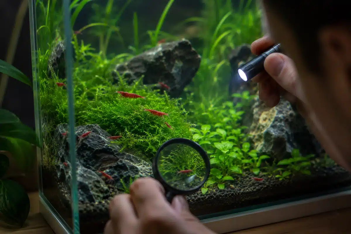 Observation d'une crevette d'aquarium Crevette d'aquarium observée de près sur une feuille, posture calme