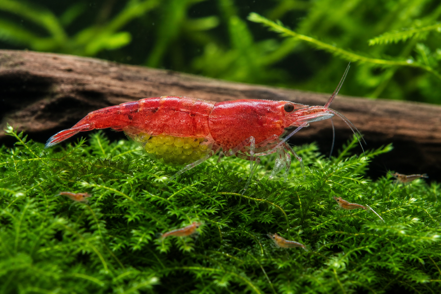 Femelle Neocaridina portant des œufs sous l’abdomen dans la mousse