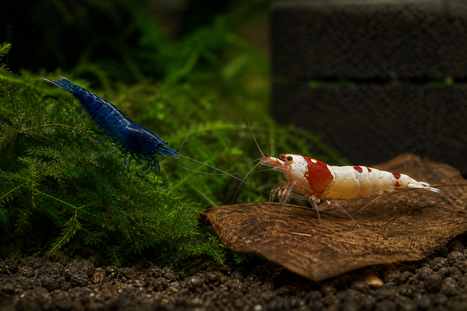 Neocaridina et Caridina broutant le biofilm sur mousse et feuille de catappa