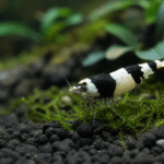 Caridina Panda (Taiwan Bee) : guide complet 2026