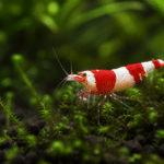 Caridina PRL (Pure Red Line) : guide complet 2026